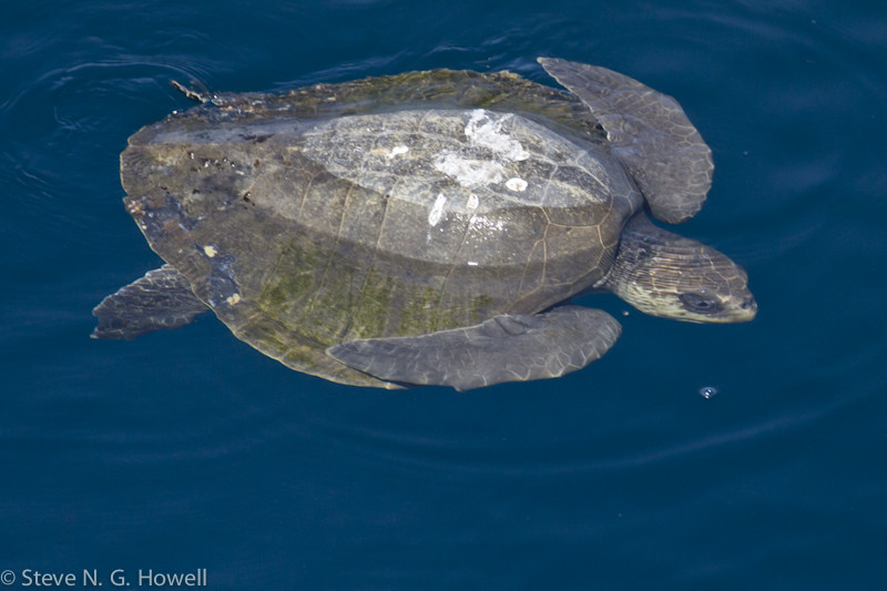 Sea Turtles can be numerous, here a Pacific Ridley… Credit: Steve Howell